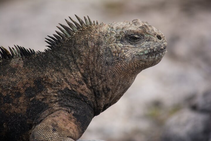 Galapagos First Class 5 Day Package with Yacht Day Tours - Photo 1 of 25