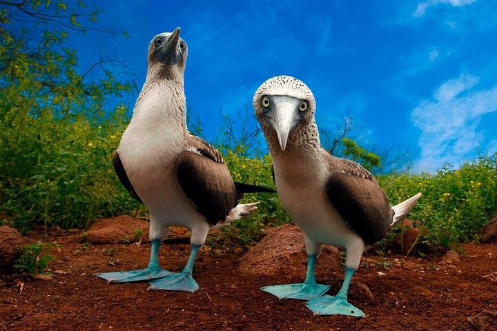 Blue Footed Boobies
