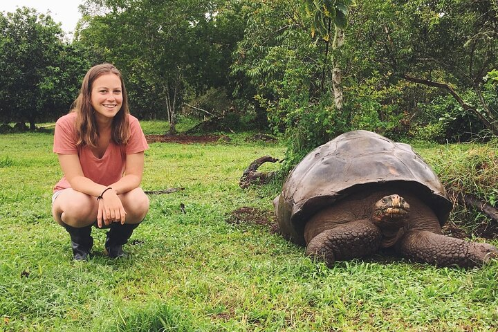 Galapagos Giant Tortoise