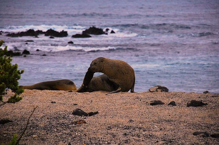 8 Day Galapagos Adventure in San Cristobal, Santa Cruz & Isabela