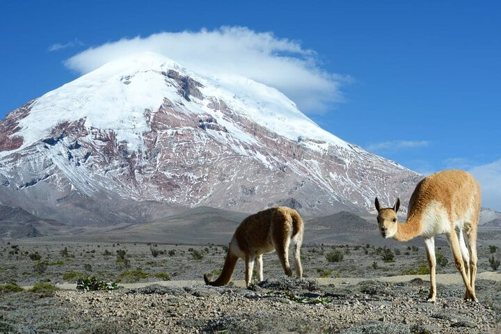 Chimborazo Volcano | Tours | Trekking | Vicuñas Area - Photo 1 of 20