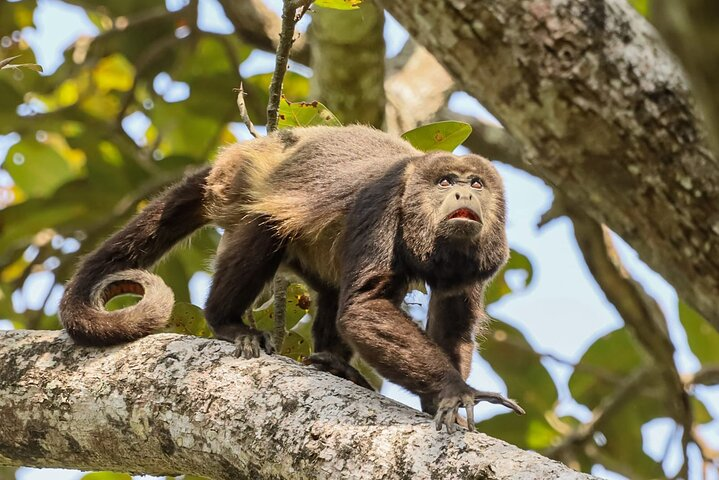 Observation of howler monkeys in their natural state surrounded by a tropical forest near Guayaquil