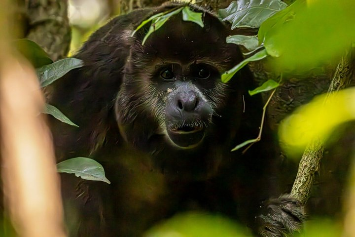 Howler Monkey Trail and Cacao Farm Experience from Guayaquil - Photo 1 of 25