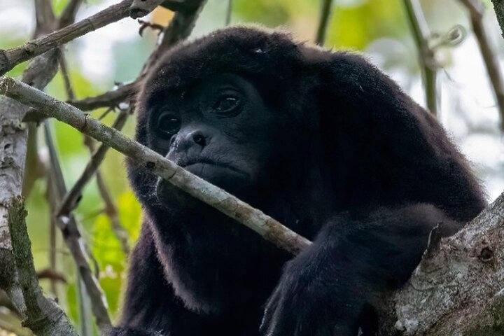 From Guayaquil to the Churute mangrove ecological reserve, a majestic place and home that houses this species of howler monkeys in their natural state.
