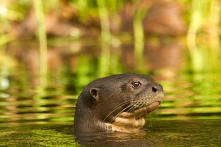 Deep Yasuni Wildlife Experience - Photo 1 of 6
