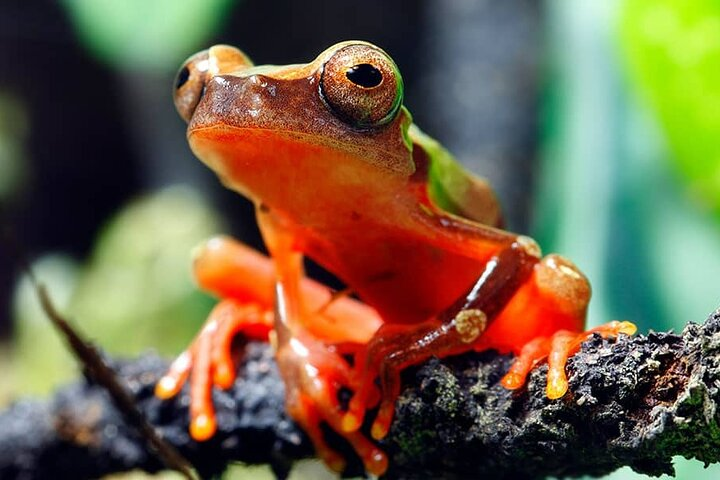 Frog in Ecuadorian Jungle