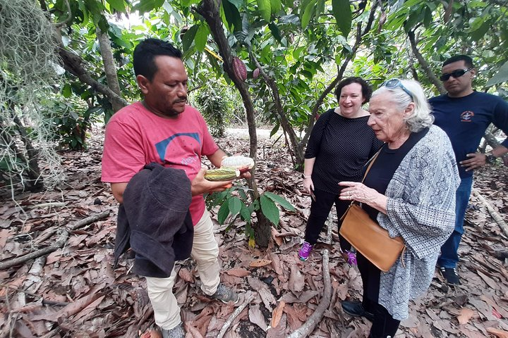 Half-day Chocolate Workshop - Cacao Farm - Photo 1 of 12
