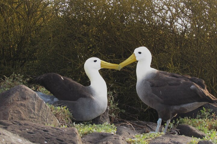 Full-day Adventure Tour at Espanola Island (Waved Albatross Island) - Photo 1 of 25