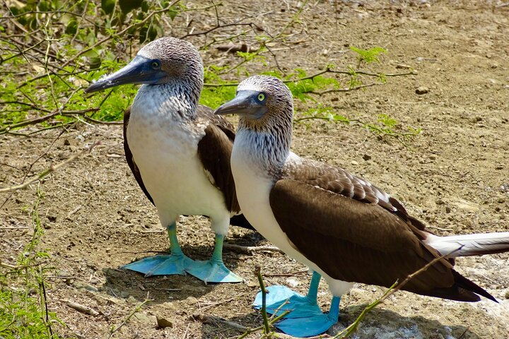 Day Trip to Isla de la Plata Mini Galápagos from Guayaquil - Photo 1 of 17