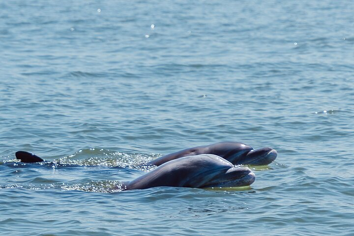 Navigate through the mangroves and discover the magic of bottlenose dolphins in their natural habitat, just a short distance from Guayaquil