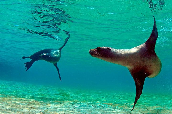 Full Day Tour Pinzon Island + La Fe/Las Palmas - Snorkeling & Fishing - Photo 1 of 15