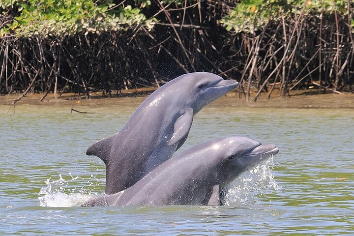 Half-Day Dolphin and Bird Watching in the Mangrove Forest of Puerto del Morro - Photo 1 of 12