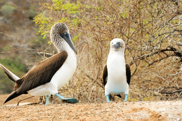 Lobos Island and Ochoa Beach Day Tour: Snorkeling & Wildlife - Photo 1 of 9