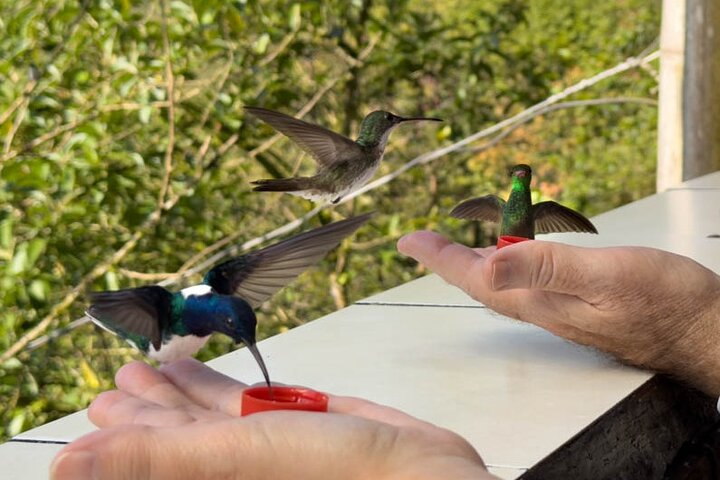 Mindo cloud forest - Hummingbirds