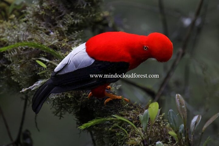 Mindo Cloud Forest Day Tours PRIVATE by Richard Hernandez - Photo 1 of 23