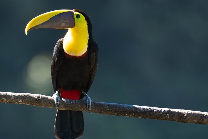 Mindo Bird Photography Experience | Ecuador Birds - Photo 1 of 13