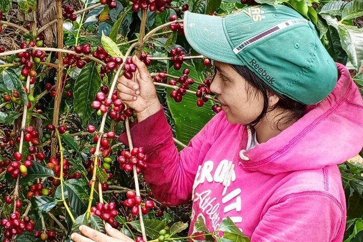 Mindo Birdwatching Experience - Photo 1 of 11