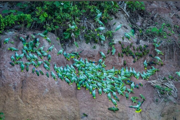 Yasuni Explorer - Photo 1 of 3