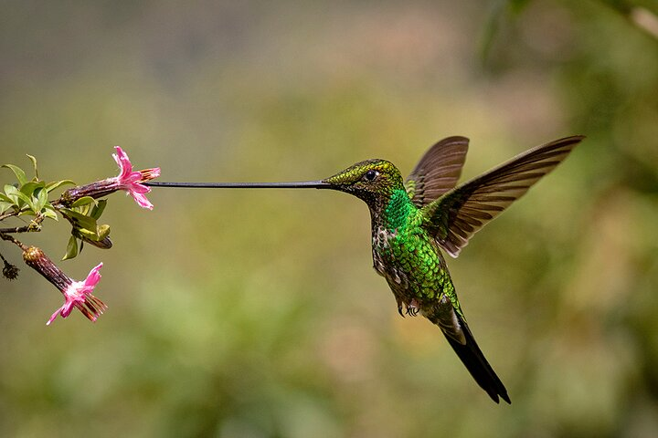 Sword-billed Hummingbird... only one of the wonderful jewels hidden in this Reserve