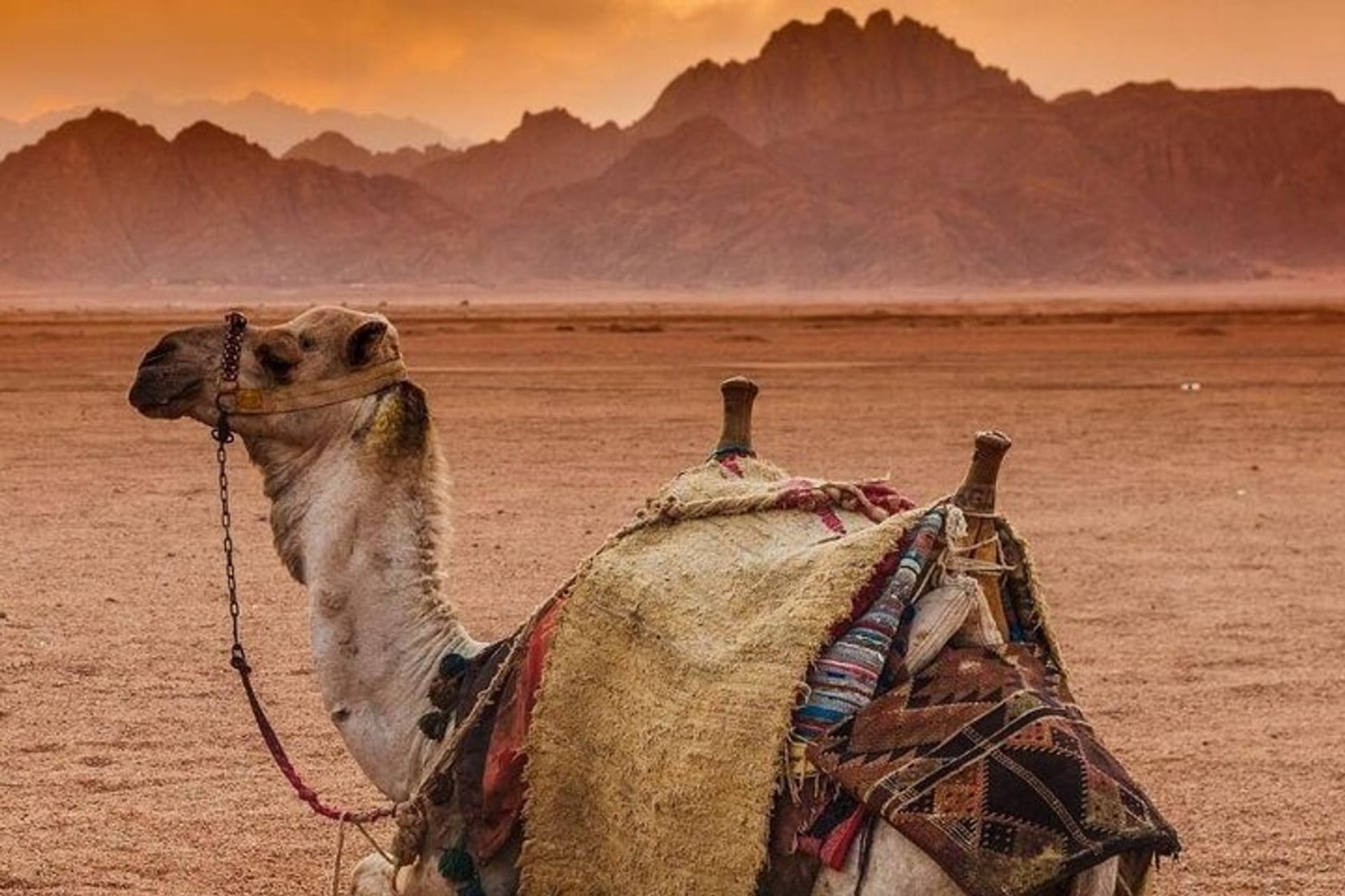5 in 1 Safari Quad, Camel, Show, Dinner & Stargazing in Sharm in