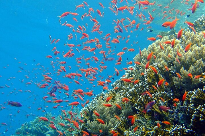 7-Hours Scuba Diving & Snorkeling With Lunch in Hurghada - Photo 1 of 4