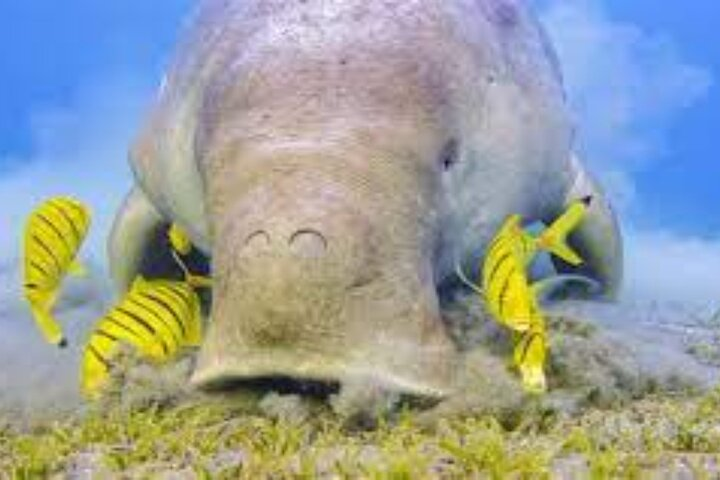 Abu Dabab Full-Day Private Experience with tickets from Hurghada - Photo 1 of 6