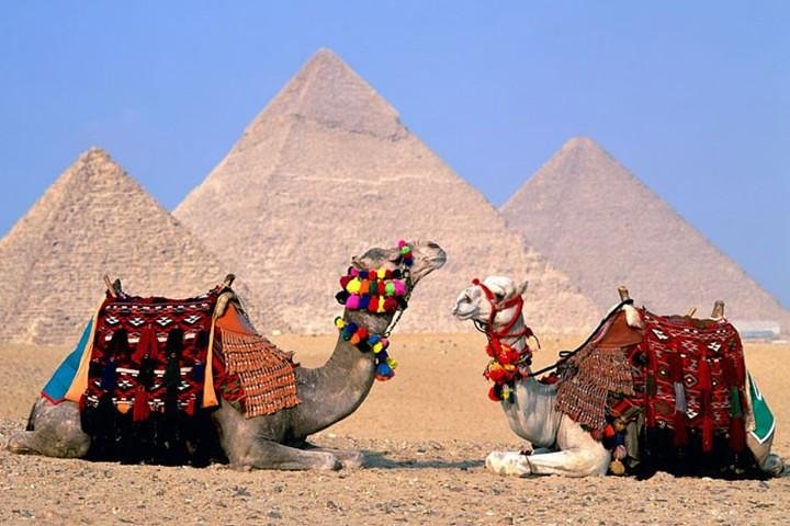 Camels & Pyramid