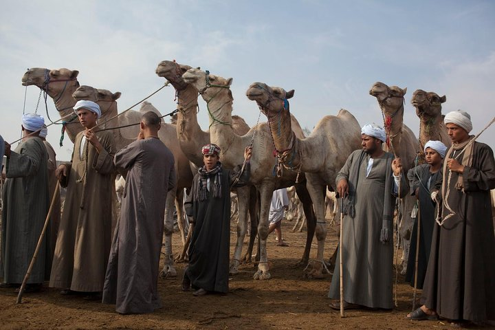 Camel market day tour