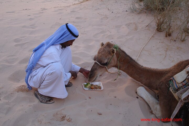 Camel Tour from Dahab - Photo 1 of 25