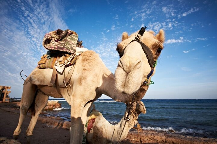 Jeep Adventure to Canyon Salama and Dahab from Sharm El-Sheikh - Photo 1 of 7