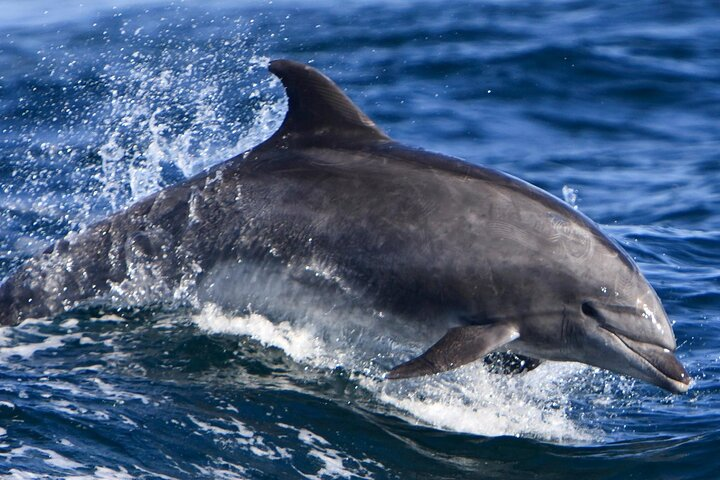 Cruise and Snorkeling with Dolphins Including Lunch from Hurghada - Photo 1 of 12