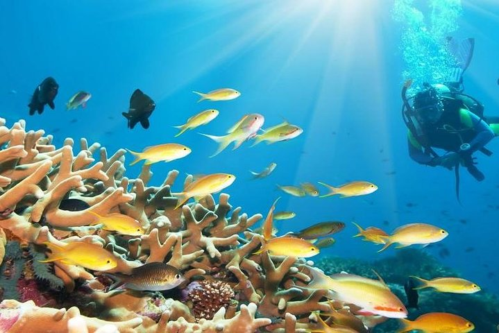 Day Scuba Diving From Marsaalam - Photo 1 of 6