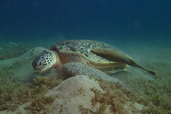Dive with Dugongs and Turtles | Abu Dabbab | Marsa Alam | 2 Dives - Photo 1 of 3
