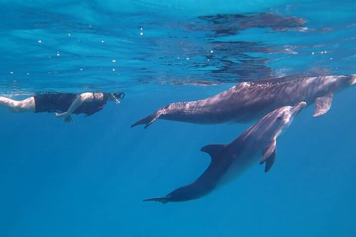 Dolphin House, amazing trip with snorkeling and dolphin watching - Photo 1 of 25