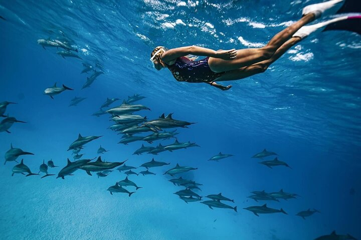 Dolphin House & Snorkeling Excursion in Hurghada - Photo 1 of 21