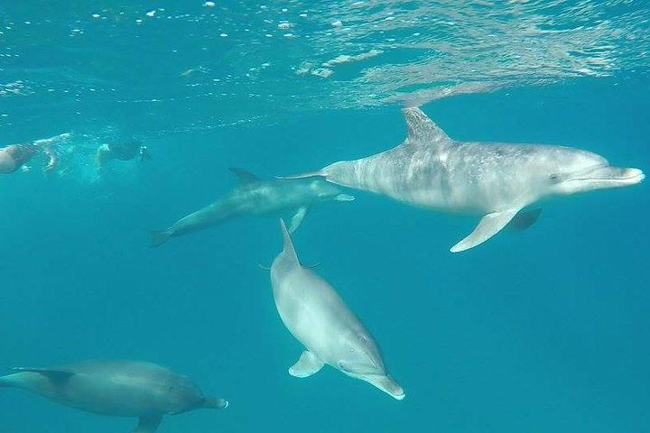 Dolphin tour from El Gouna - Photo 1 of 7