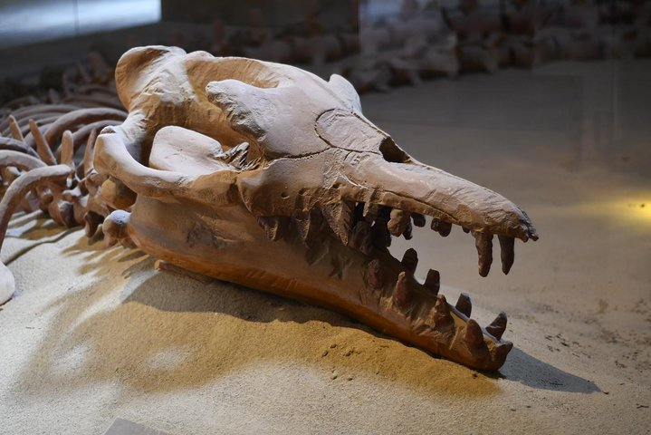 El Fayoum, Wadi El-Hitan & Wadi El-Rayan Day Trip from Cairo - Photo 1 of 25