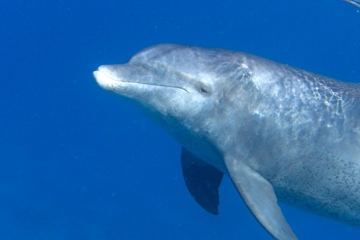 Experience the Dolphin House With Breakfast - Photo 1 of 7