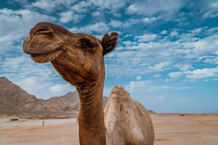 From Sharm El Shiekh: Camel Ride With Dinner and Stargazing 