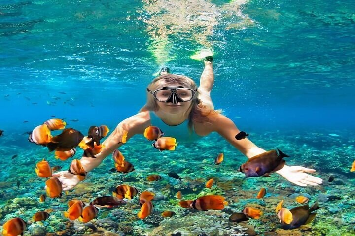 Full-Day Dolphin House Snorkeling Experience with Lunch - Photo 1 of 7