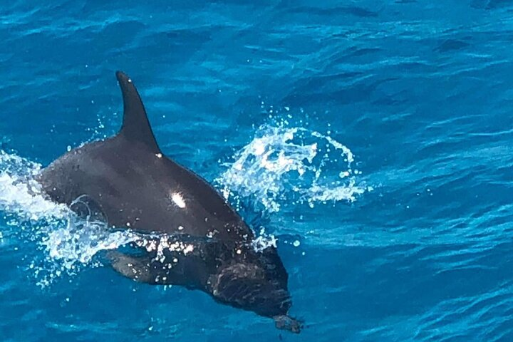 Full-Day Experience with Dolphins and Snorkeling in Red Sea - Photo 1 of 6