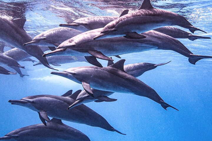 Full-Day Private Dolphin Watching and Snorkelling in Hurghada - Photo 1 of 6