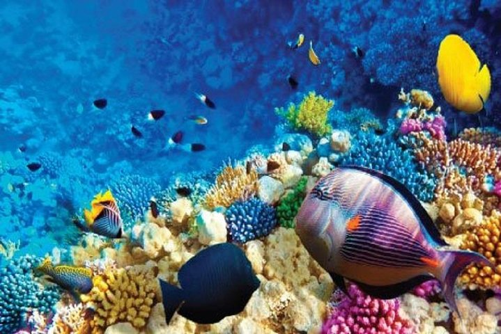 Full-Day Snorkeling Adventure in Ras Mohammed National Park - Photo 1 of 2