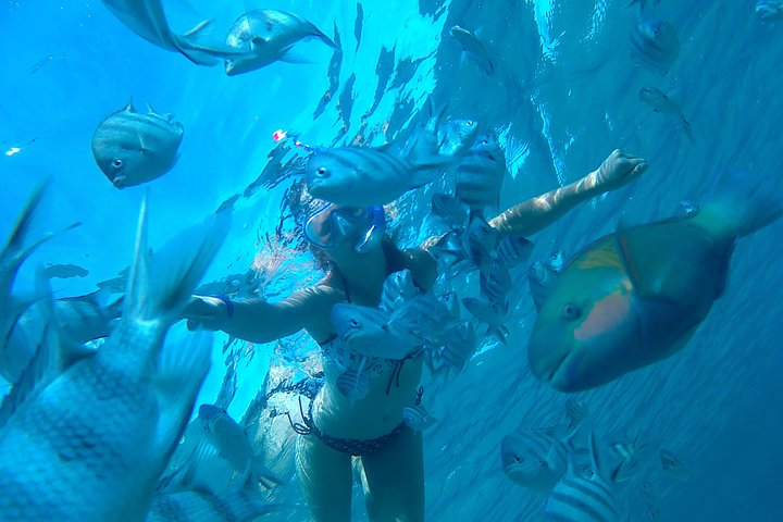 Dolphin House Snorkeling Tour 