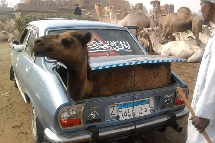 Giza Pyramids & Camels Market Tour  - Photo 1 of 4