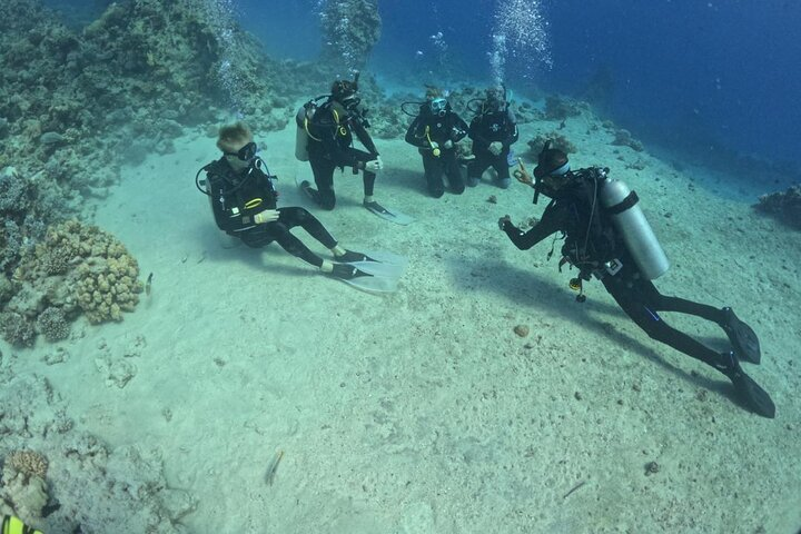 Course for Padi OW in Red Sea and Sinai - Photo 1 of 9