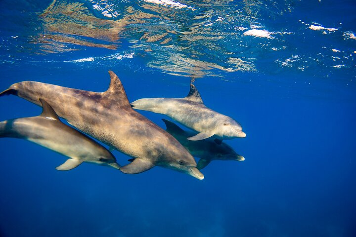 Half Day Private Tour Dolphin Watching And Snorkeling - Photo 1 of 6