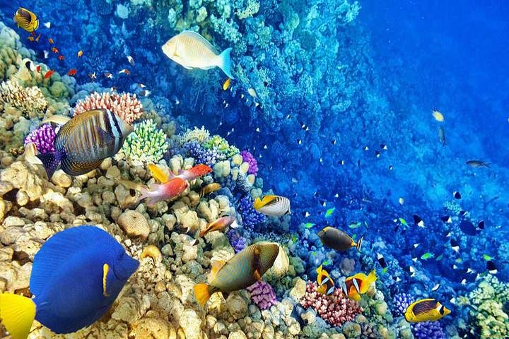 snorkeling Hurghada