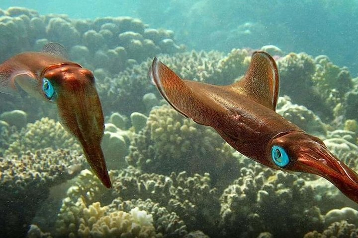 Mahmya Island Snorkeling Trip from Hurghada - Photo 1 of 15