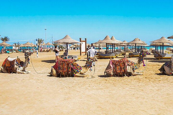 Makadi Bay Camel Ride Tour